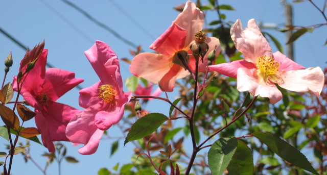 Seattle Garden Ideas: Healing Gardens