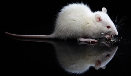 [mouse.bmp]