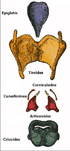 Cartilagos de la Laringe