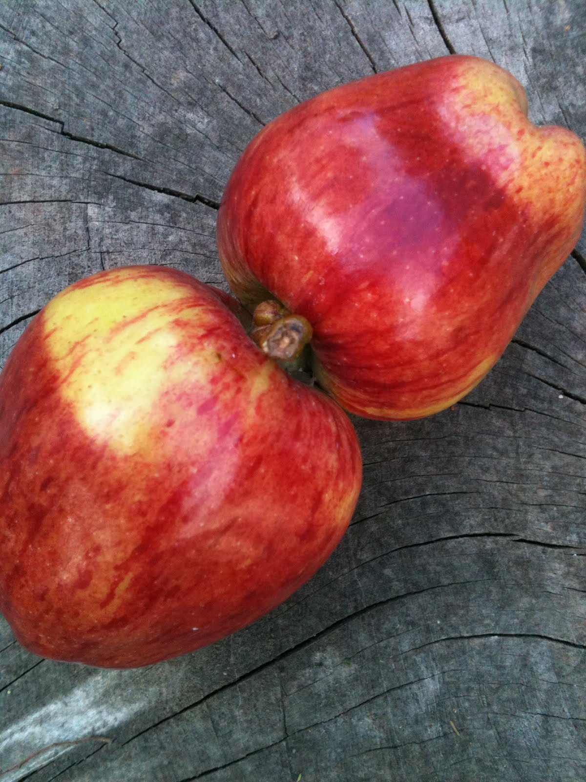 Apple Siamese
