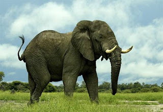 gajah afrika, hewan besar, hewan kuat