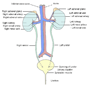 diagram of excretory system excretory system 1 diagram of excretory system excretory system 1