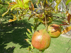 De tuin in Dubai