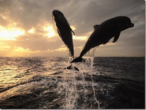 Dolphin love free wallpaper Dolphin love free wallpaper