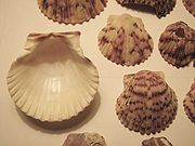 [Calico_scallop_02.jpg]