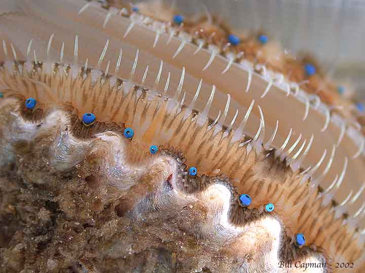 [scallop-eyes-wide.jpg]