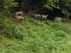 Grazing on the hillside