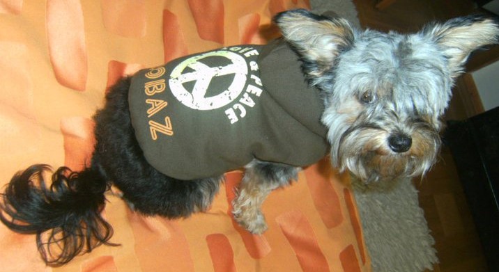 Hundezubehör für kleine und große Hunde fashion and lifestyle for
