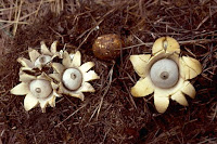 earthstars