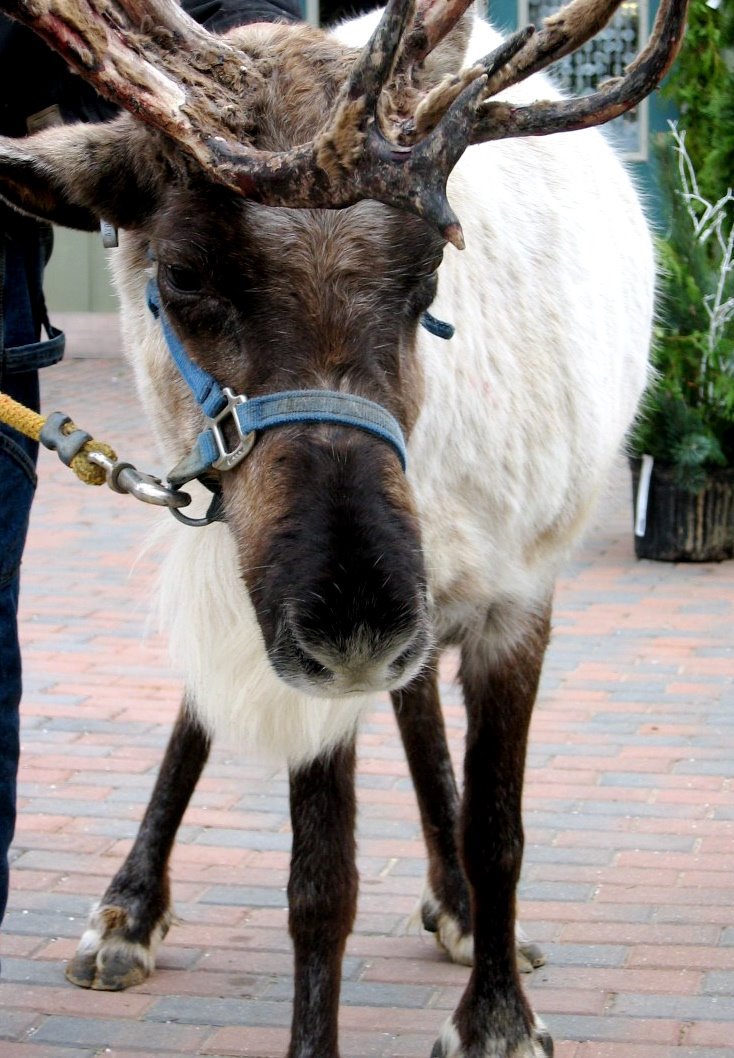 [Jingles_the_Reindeer.JPG]