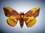 Imperial Moth