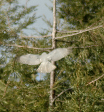 [Grey+Goshawk+landing+19.6.06.jpg]