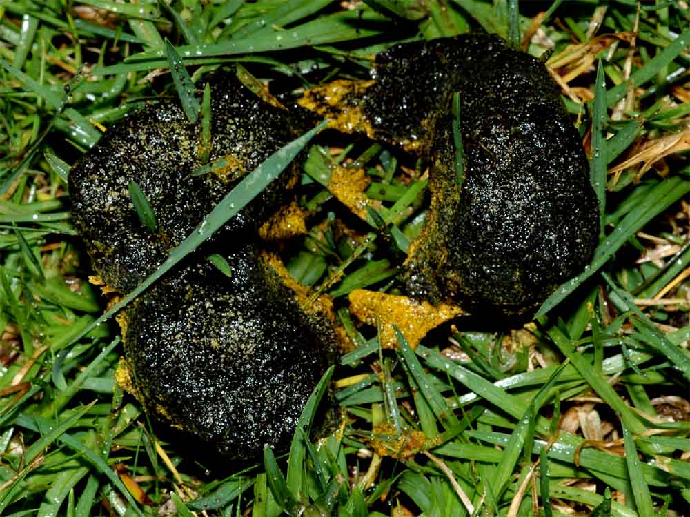 Black Slime Mould
