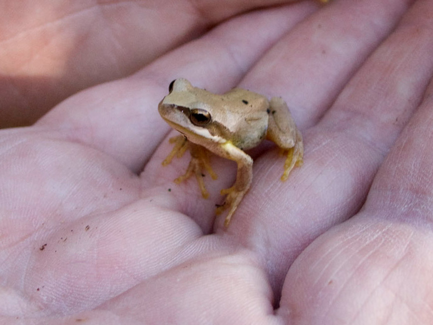 The Nature of Robertson Coldblooded creatures in the cold weather