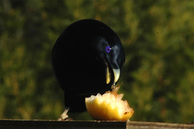 Nature S Peck Meal Worms Nature S Peck Meal Worms