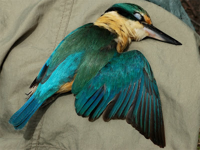 Kingfisher Feathers