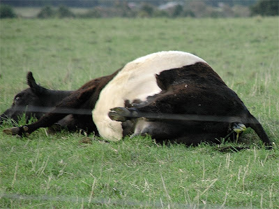 Cow Birth