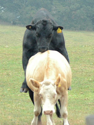 mating bull