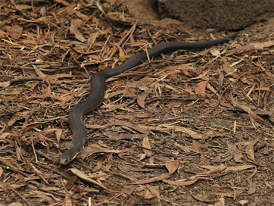 The Nature of Robertson: A Copperhead Snake