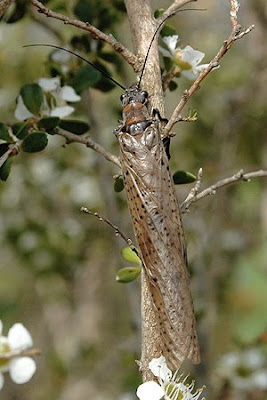 Dragonfly+larvae+in+pool