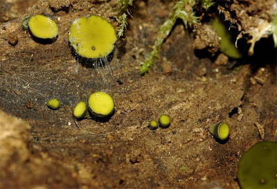Cup Fungi