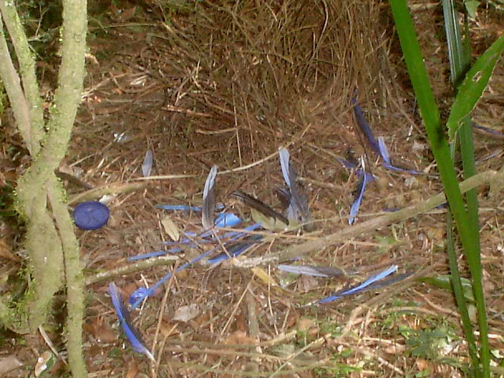 The Nature of Robertson Satin Bowerbird's Bower