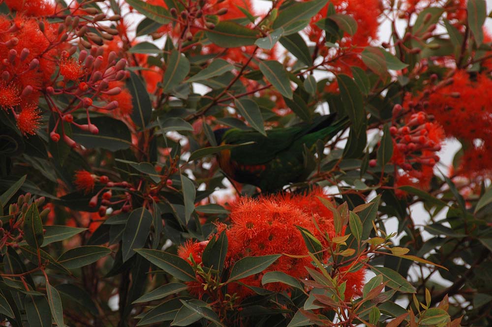The Nature of Robertson Rainbow Lorikeets in "Flowering Gum Tree"