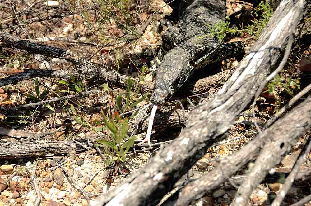 Baby Goannas