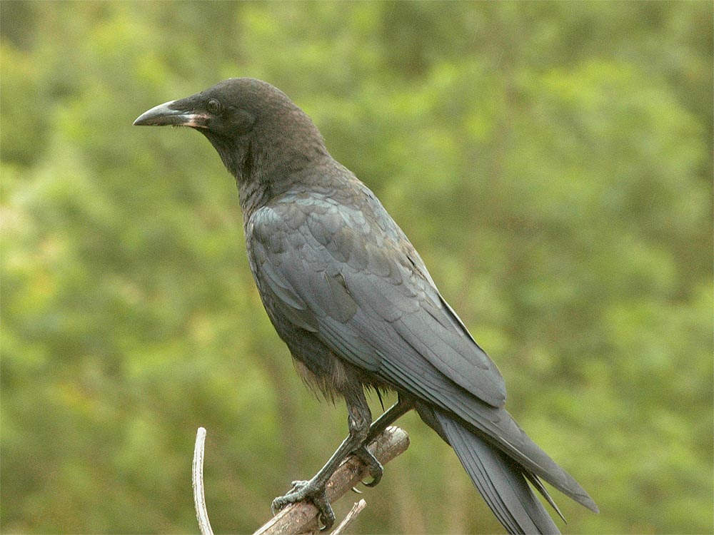 The Nature of Robertson A "Squawk" of baby Currawongs