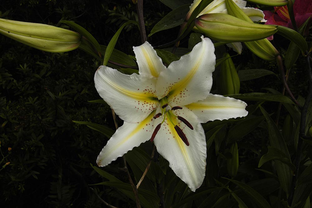 The Nature of Robertson Golden Ray Lilies in their full splendour.