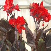 bronze canna