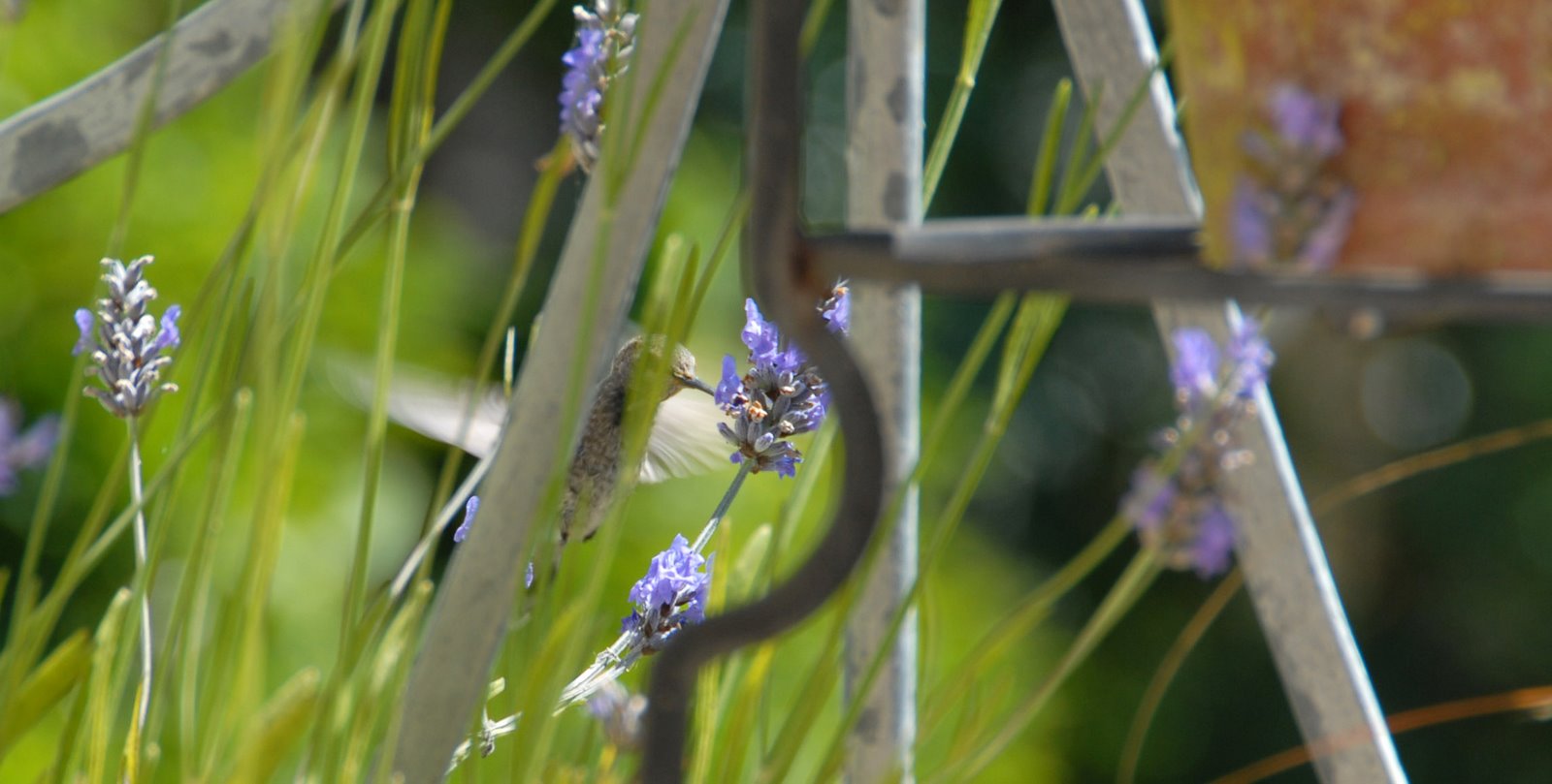 [hummingbird_sf.jpg]