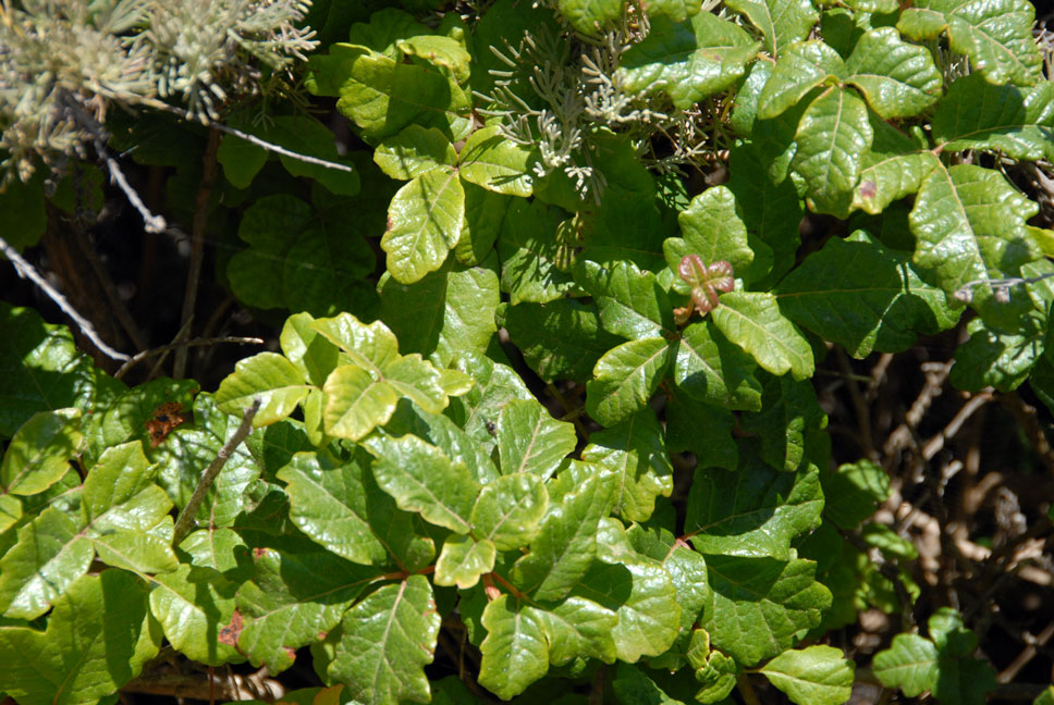 [poison_oak_sm.jpg]