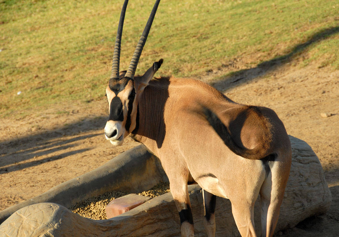 [animalpark16_sm.jpg]