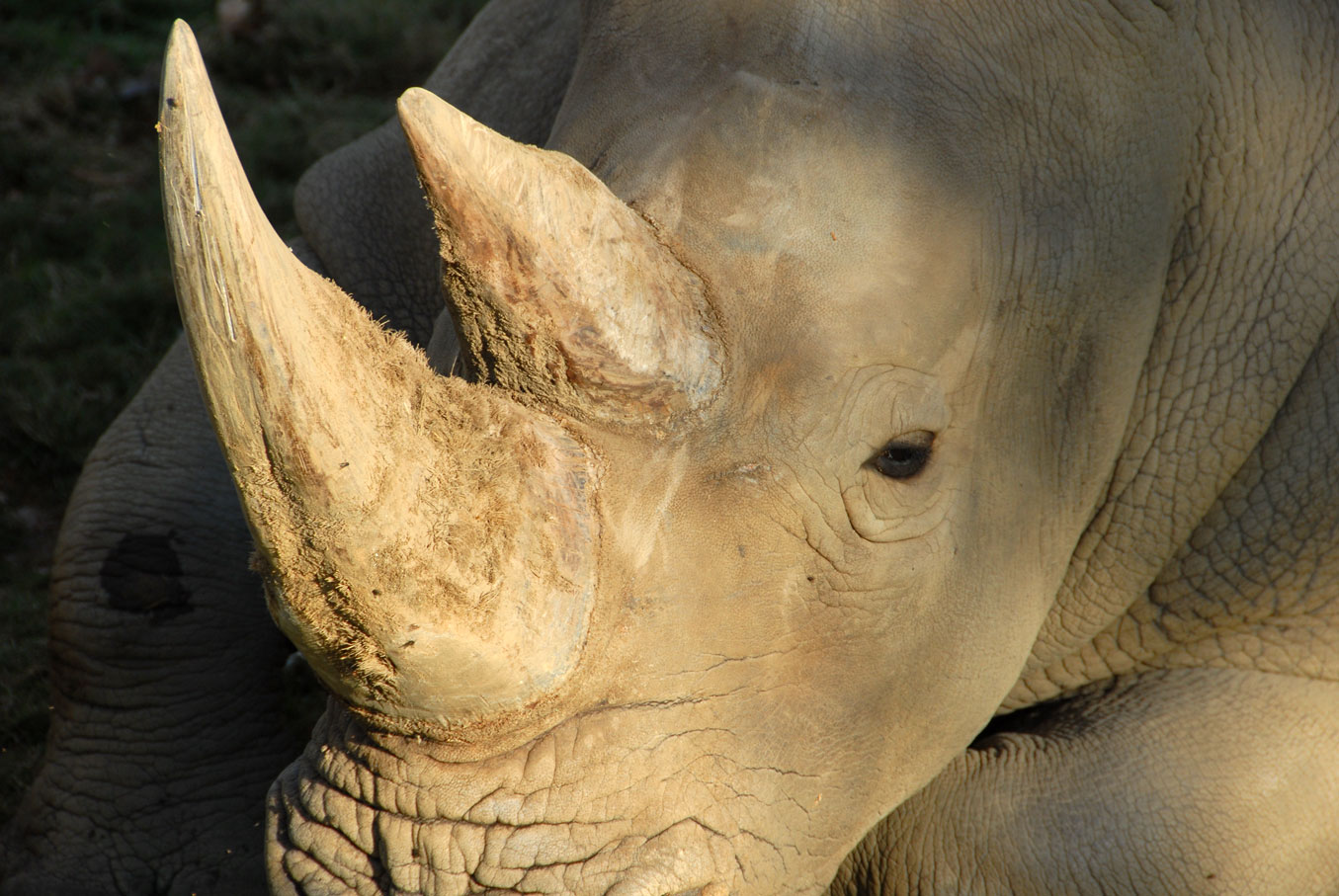 [animalpark3_sm.jpg]