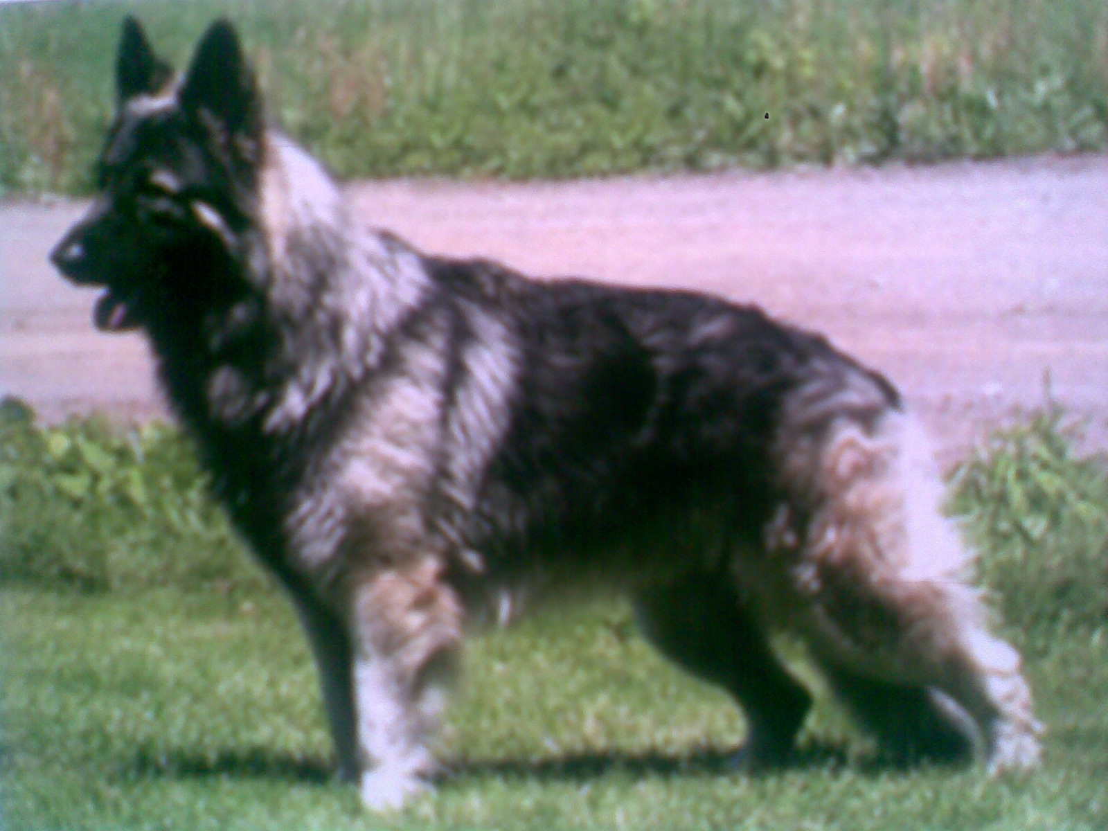 shepherd breeds different types of german shepherds breeds breeds picture shepherd breeds different types of german shepherds breeds breeds picture