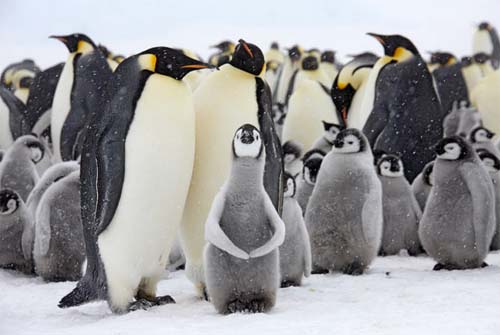 pingüinos emperador