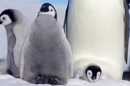 pingüinos emperador