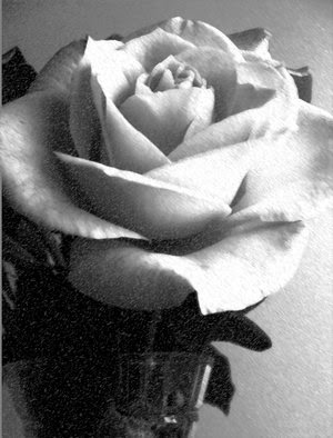 A white rose, that's my fave flower. 20. Tell me a random thing....be it