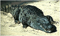 [Mugger+crocodile.gif]