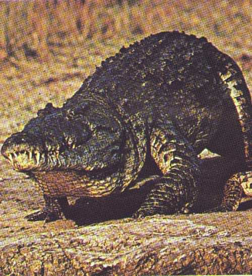 [Black+caiman.jpg]