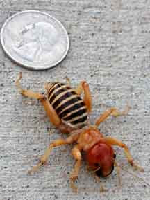 Jerusalem Cricket Bite