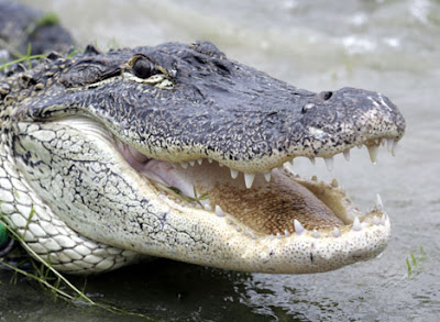 Alligator+head.jpg