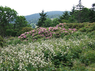 Hillbilly Savants An Appalachian Eden