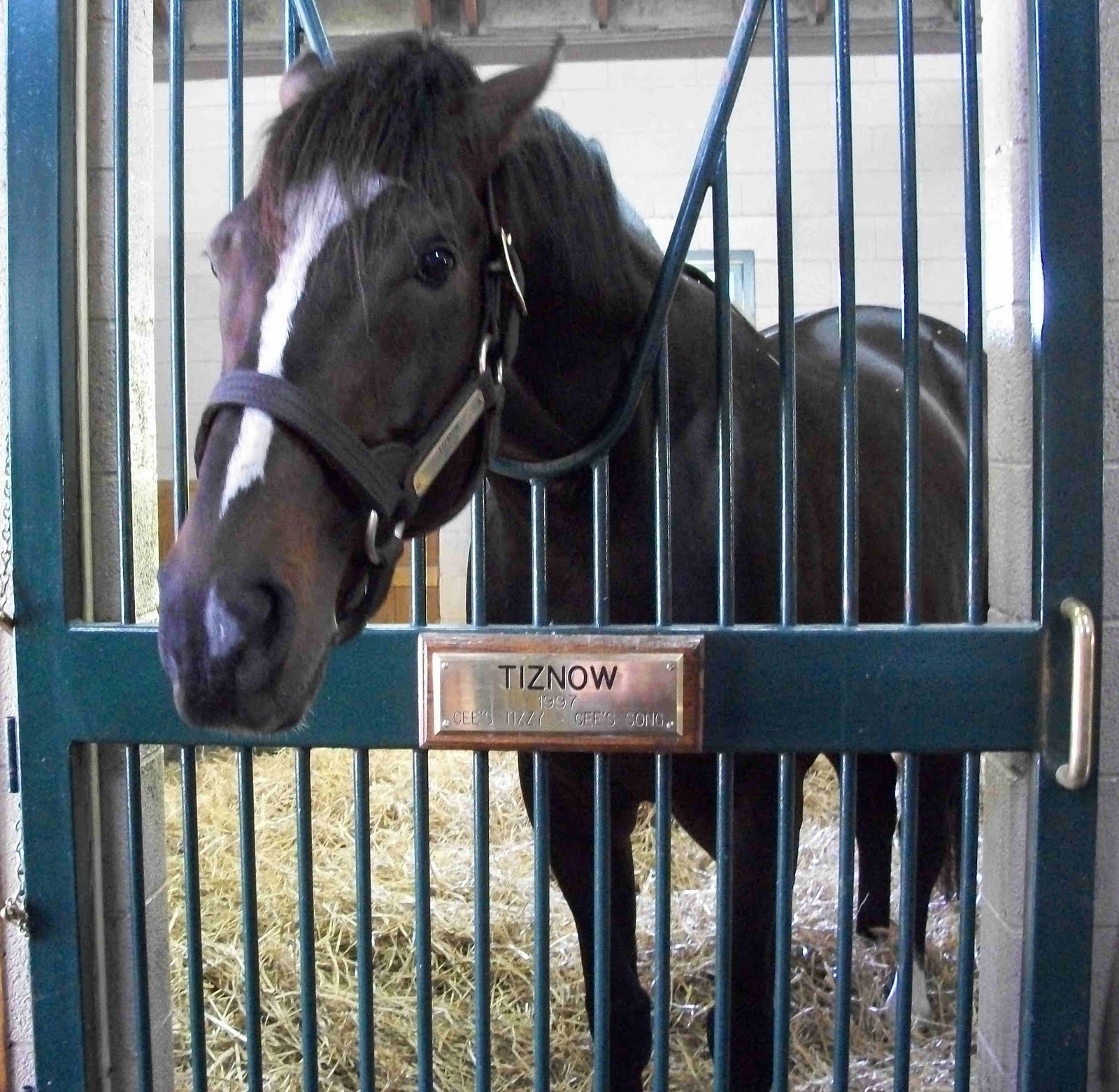 Winstar+farm+stallions