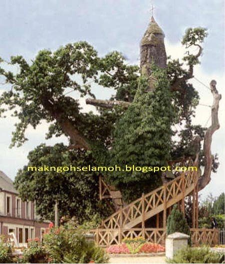 Pokok Pelik