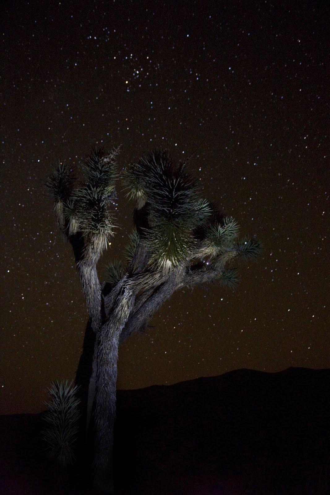 [Joshua+Tree+Night+1]