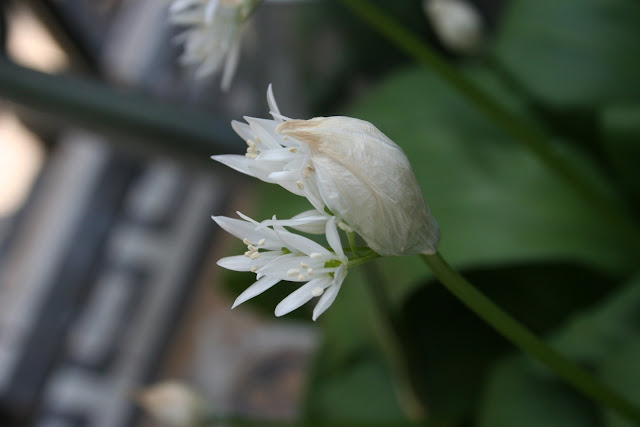 growing wild garlic