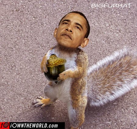 [obama+squirrel+acorn]