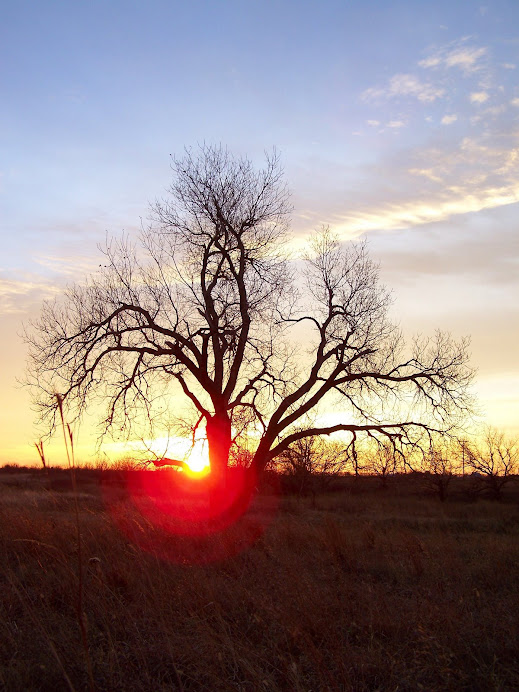 Cottonwood Sunrise